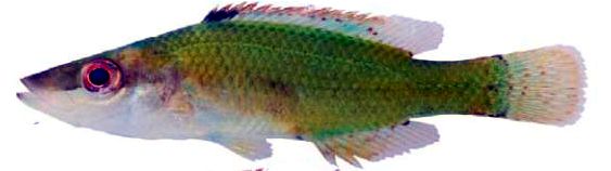 Symphodus rostratus_006